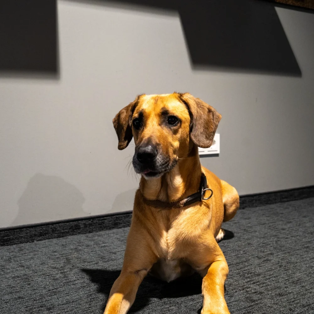 Bürohund von Adelmann Finanzen im modernen Beratungsbüro